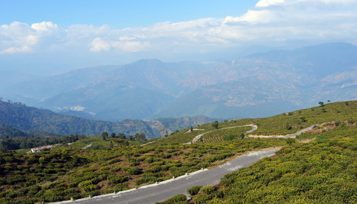 Rungli Rungliot Tea Estate-Shiwani Homestay- Takdah, Darjeeling