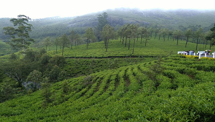 Rungli Rungliot Tea Estate- Shiwani Homestay