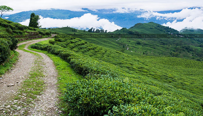 Rungli Rungliot Tea Estate-Shiwani Homestay- Takdah, Darjeeling