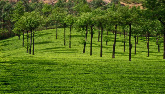 Rungli Rungliot Tea Estate -Shiwani Homestay- Takdah, Darjeeling